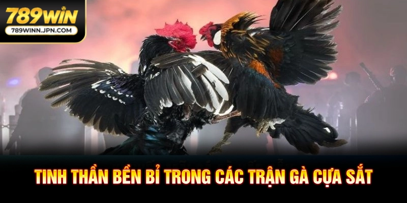 Tinh thần bền bỉ trong các trận gà cựa sắt