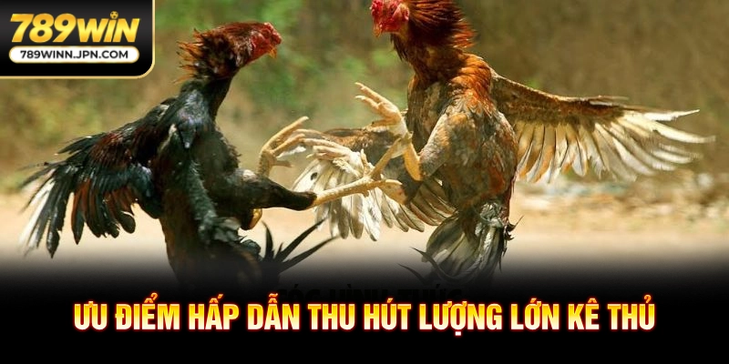 Ưu điểm hấp dẫn thu hút lượng lớn kê thủ